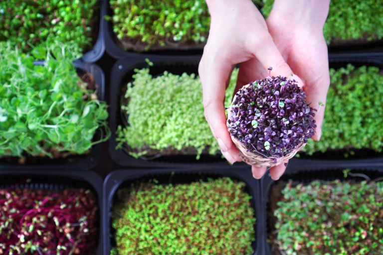Microgreens Garage Gardening