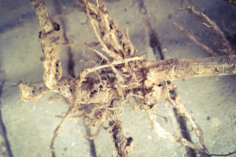 Disease Management Garage Garden